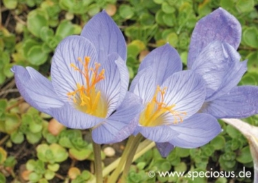Crocus Conqueror Speciosus